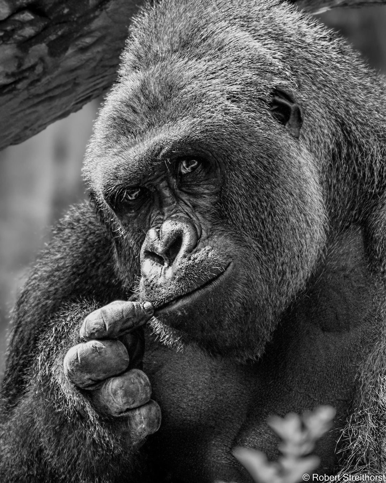 Harambe