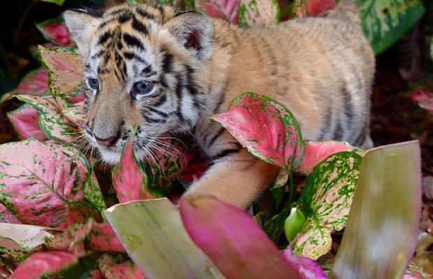 Tiger Cubs /  Zoological Wildlife Foundation 