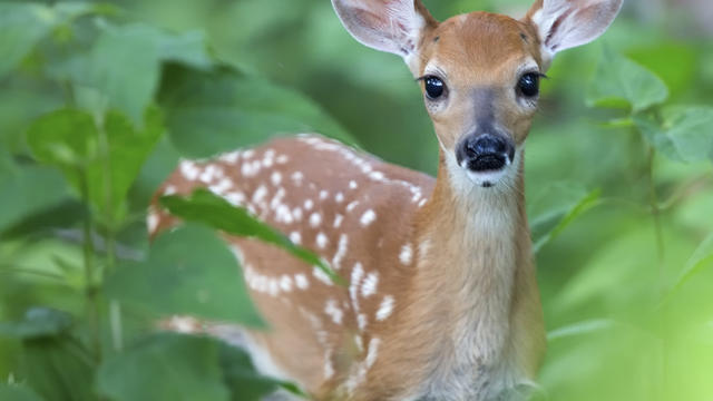 baby-deer.jpg 