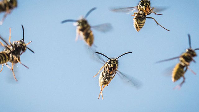 wasps 