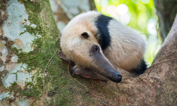 anteater 