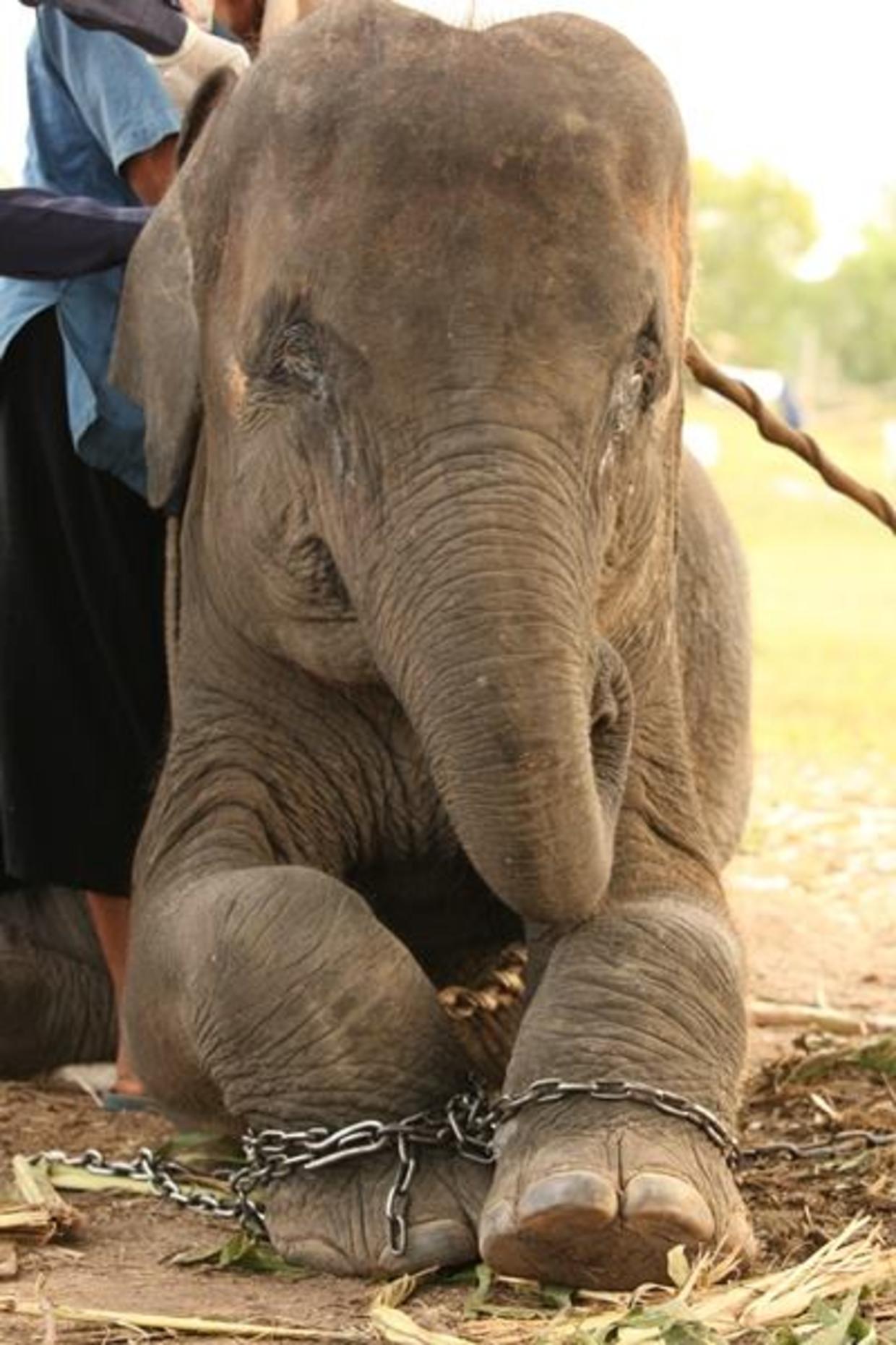 Meet Thailand's elephant whisperer - CBS News