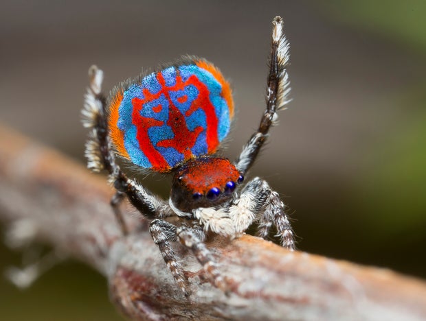 *Male* Australian Peacock Jumping Spider Minecraft Mob Skin