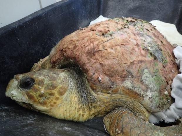 Rescued Loggerhead Turtle "Bubbles" Florida Keys 