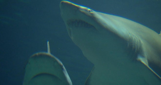 Remembering the Titanic of shark attacks - CBS News