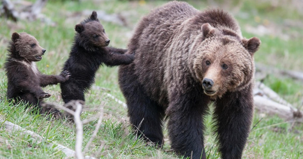 Bear Cubs Tula & Mishka at Clark's Bears Bear Shows