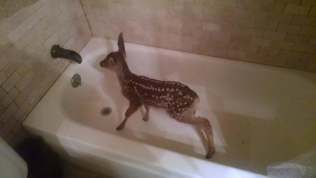 Fawn in bathtub (Jeffco Sheriff's office twitter) 