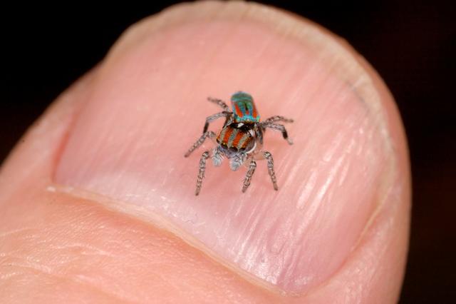 Peacock Jumping Spiders