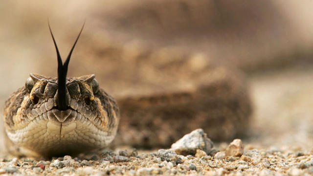 A rattlesnake tastes the air on the Cabeza Prieta National Wildlife Reserve on March 27, 2006, near Ajo, Arizona. 