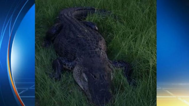 gator.jpg 