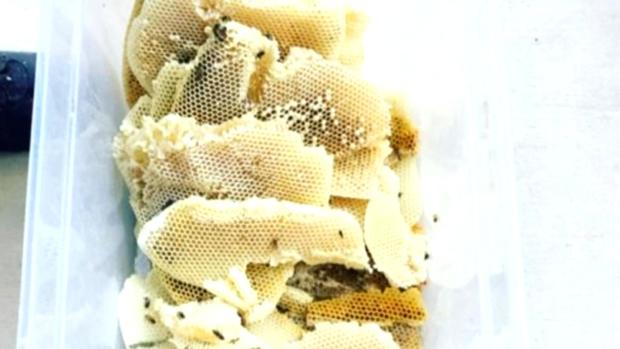 BEES IN WALLS 6PKG.trans0fer 