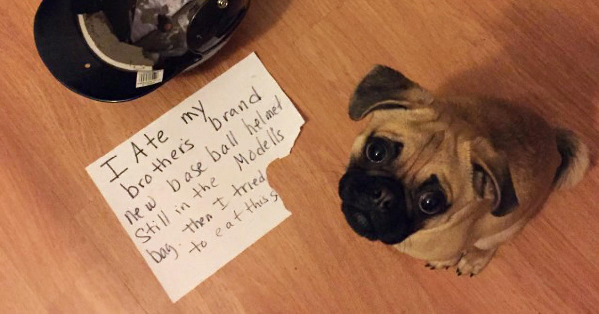 funniest dog pictures ever