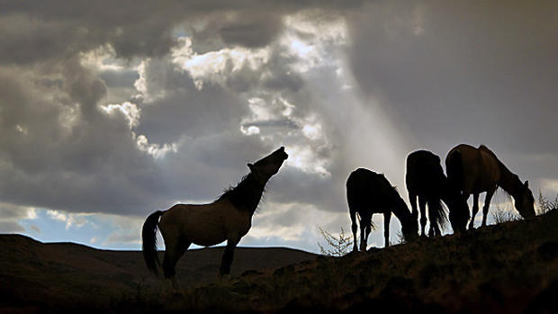 Mustangs, Wild Horses  in Nevada 