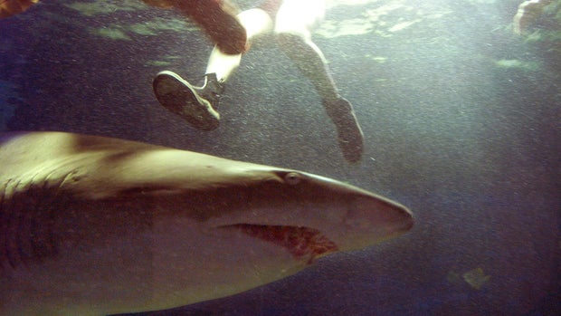 Shark attacks (WARNING: GRAPHIC IMAGES)