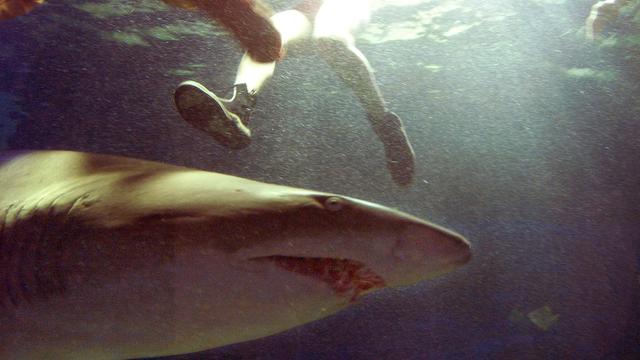 Shark attacks are more common in the Atlantic Ocean