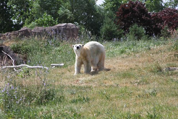 polar bear Detroit zoo 