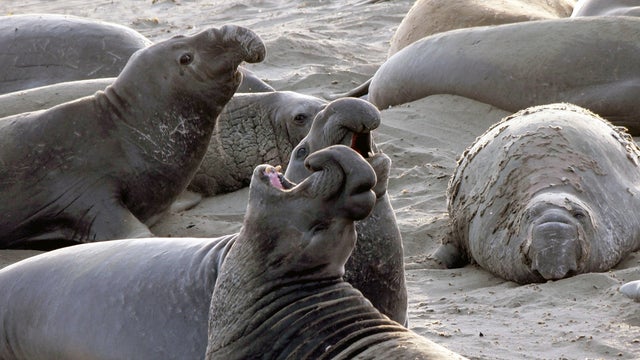 elephant-seals-ap770356254816.jpg 