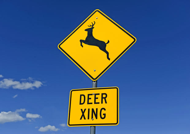 Deer crossing warning sign on road 