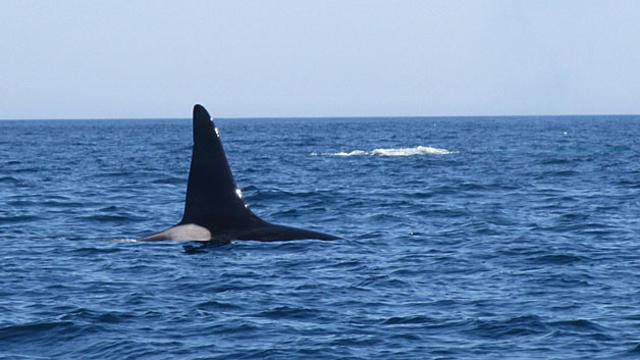 orca.jpg 
