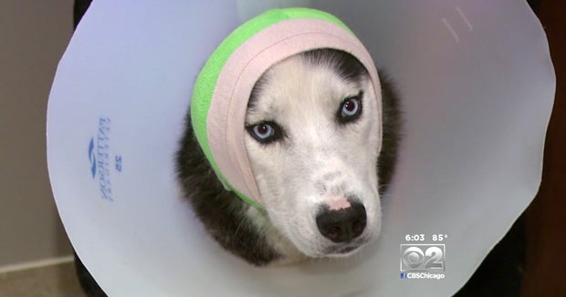Gunner the dog lucky to be alive after being shot - CBS News
