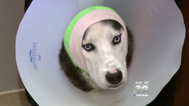 ​Gunner the dog recovers from a gunshot wound at Midwest Animal Hospital in Orland Park, Illinois. 