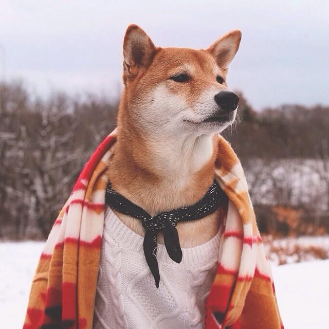 Street Dog Fashion (@streetdogfashion) • Instagram photos and videos