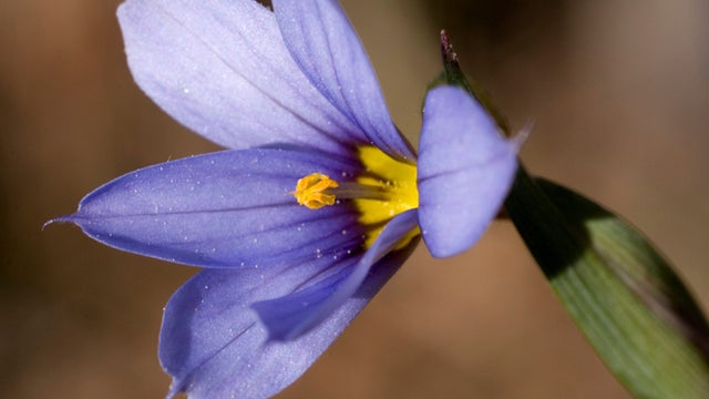 blue-eyed-grass-promo.jpg 