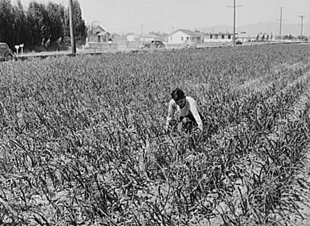 japanese-farmer-california-loc.jpg 