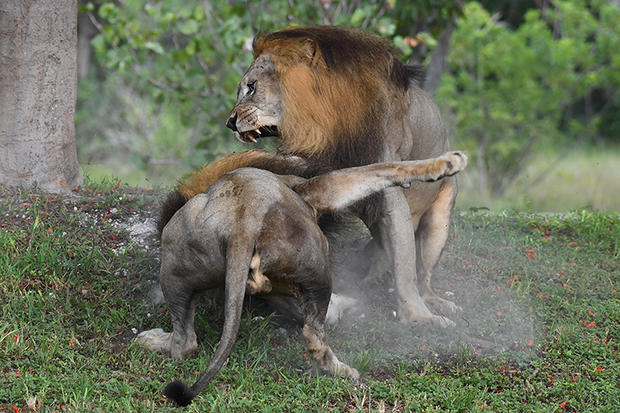 lions-fighting-8-by-ron-magill.jpg 