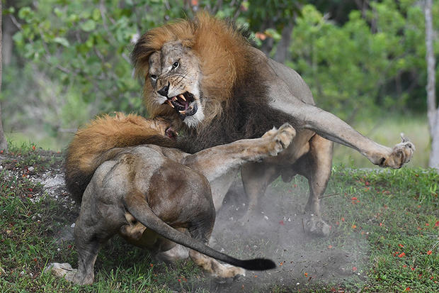 lions-fighting-10-by-ron-magill.jpg 