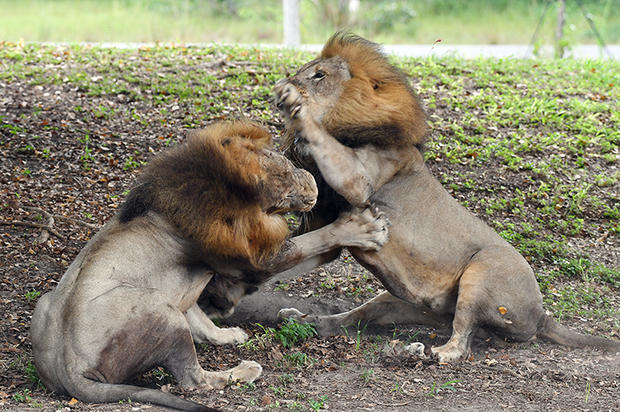 lions-fighting-5-by-ron-magill.jpg 