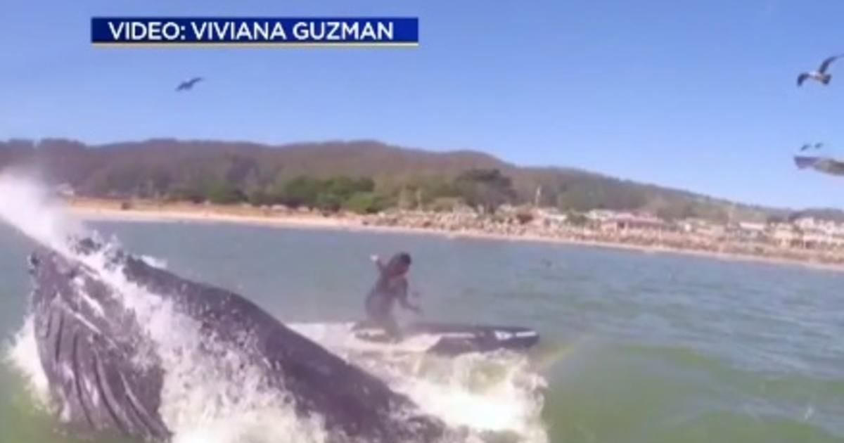 Caught On Camera: Calif. Paddleboarder Has Close Encounter With Whale ...