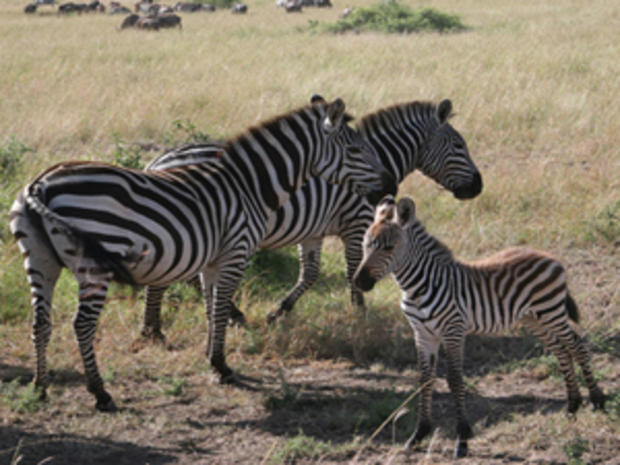 Zebras (Photo courtesy of Matt Holmes) 