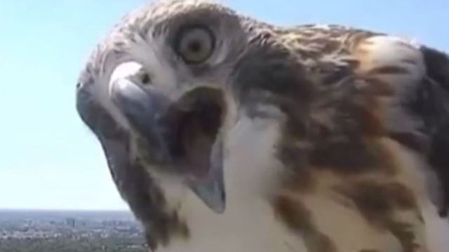 hawk.jpg 