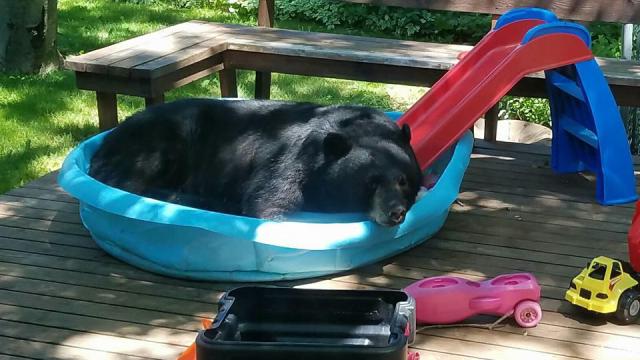 bear-in-pool.jpg 