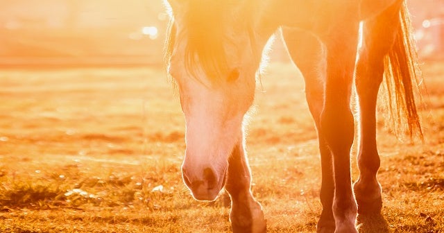 It's so hot in New York that manure is bursting into flames CBS News