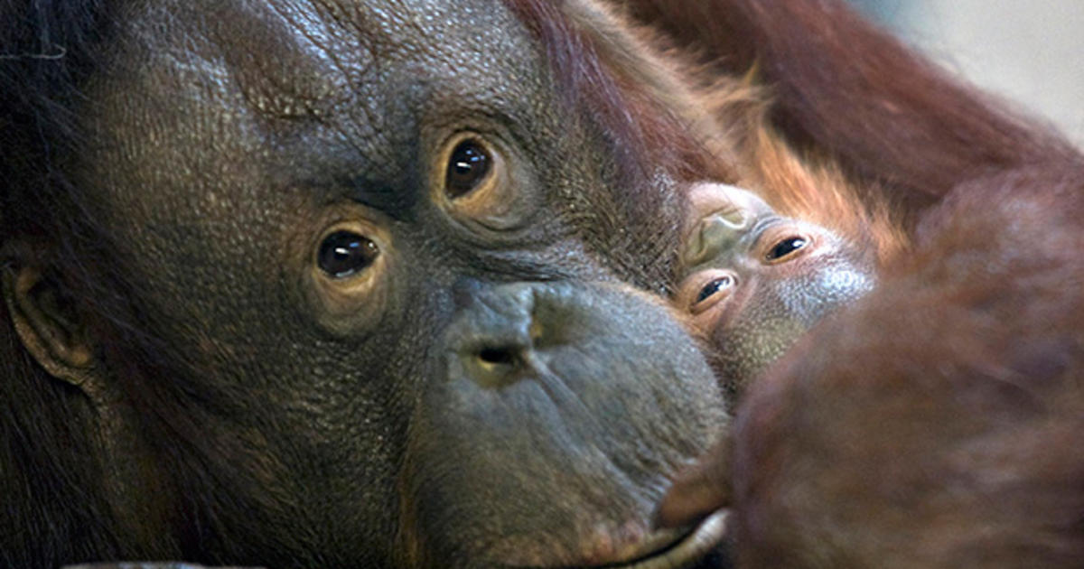 Orangutans give clue to early human speech CBS News