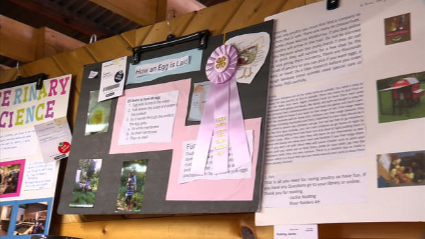 Poultry displays at Anoka County Fair 