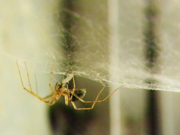 Close up of Spider 