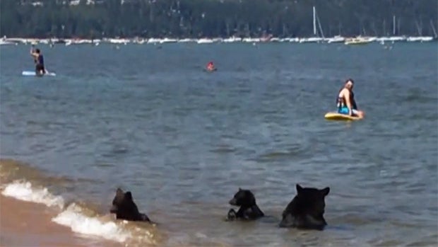 beartahoe-1.jpg 