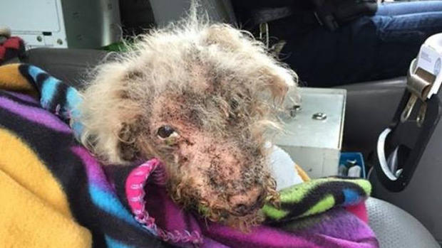 Suffolk County Neglected Poodle 