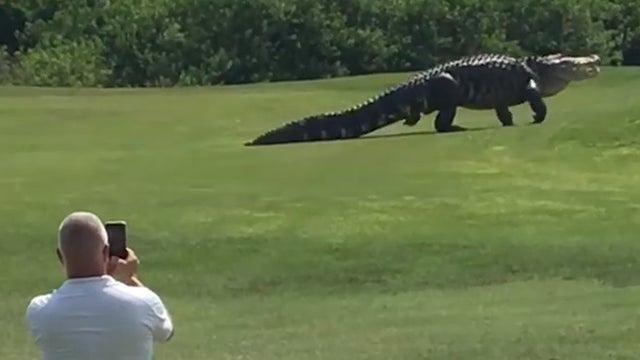 chubbs-alligator-golf-course-youtube-promo.jpg 