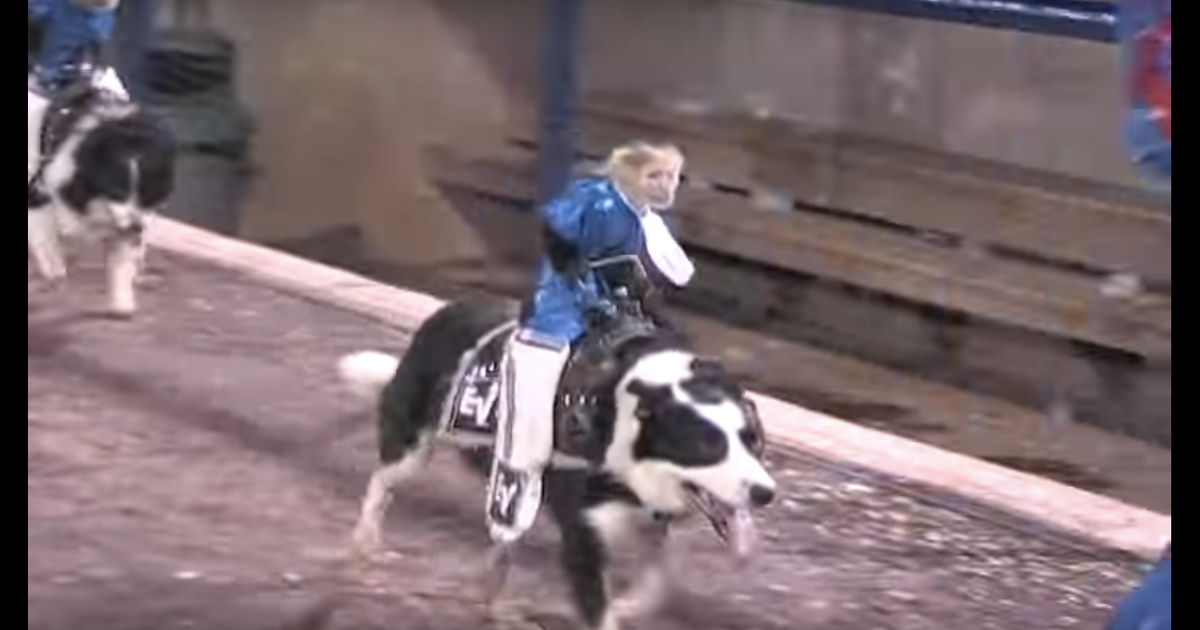 Animal activists call foul over baseball team's 