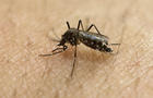 ap-zika-mosquito.jpg 