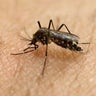 ap-zika-mosquito.jpg 