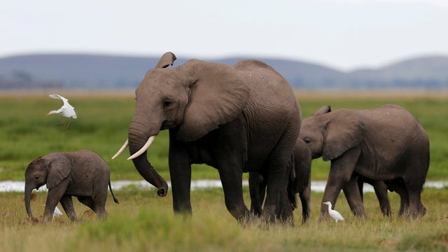 elephants1.jpg 