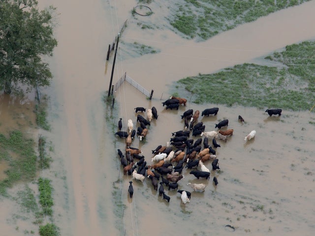 louisiana-flooding-ap16226846949098.jpg 