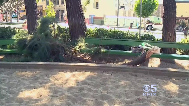 Branch Injures Woman on Park Bench in Washington Square 