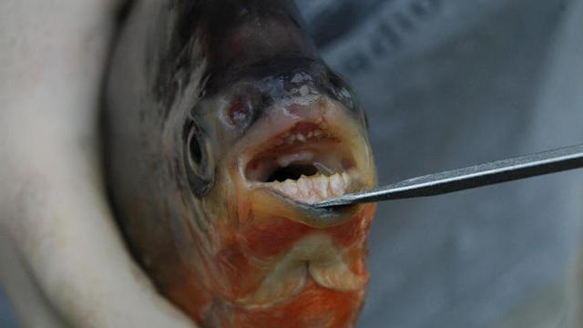 fish-human-like-teeth-michigan.jpg 