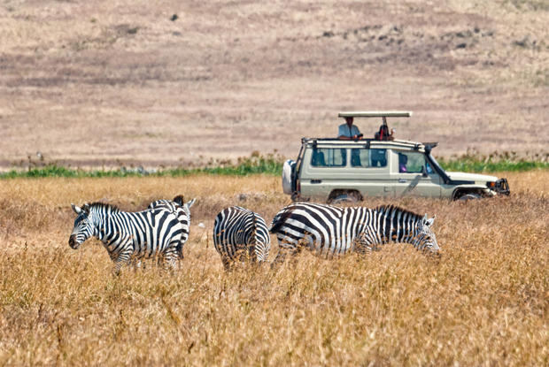 safari zebra 